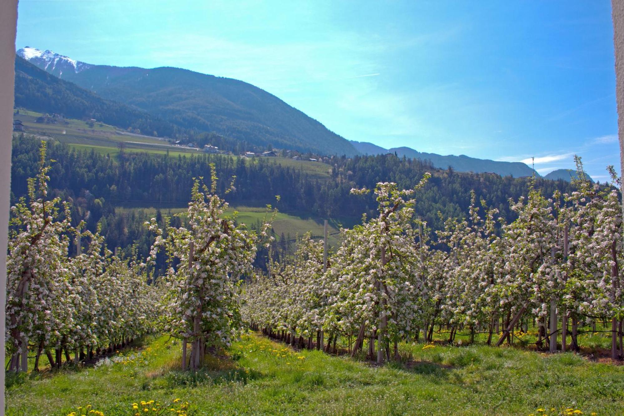 Pension Thalerhof Rifiano Esterno foto